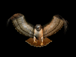 Animated-hawk-layout-flying 2